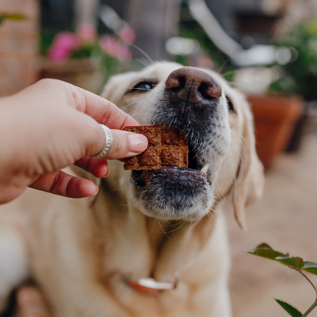 Shameless Pet Salmon Loves Butternut Jerky Bites  Dog Treat