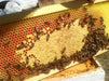 Harvest Lane Honey Medium Assembled Beehive Frame with Foundation - (Single or 5 Pack)
