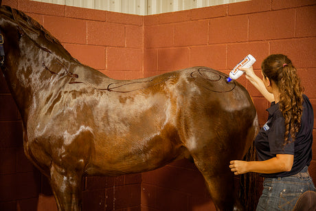 Exhibitor's Quic Color: Color Enhancing Equine Shampoo - 2oz. / 16oz. / 1 Gallon