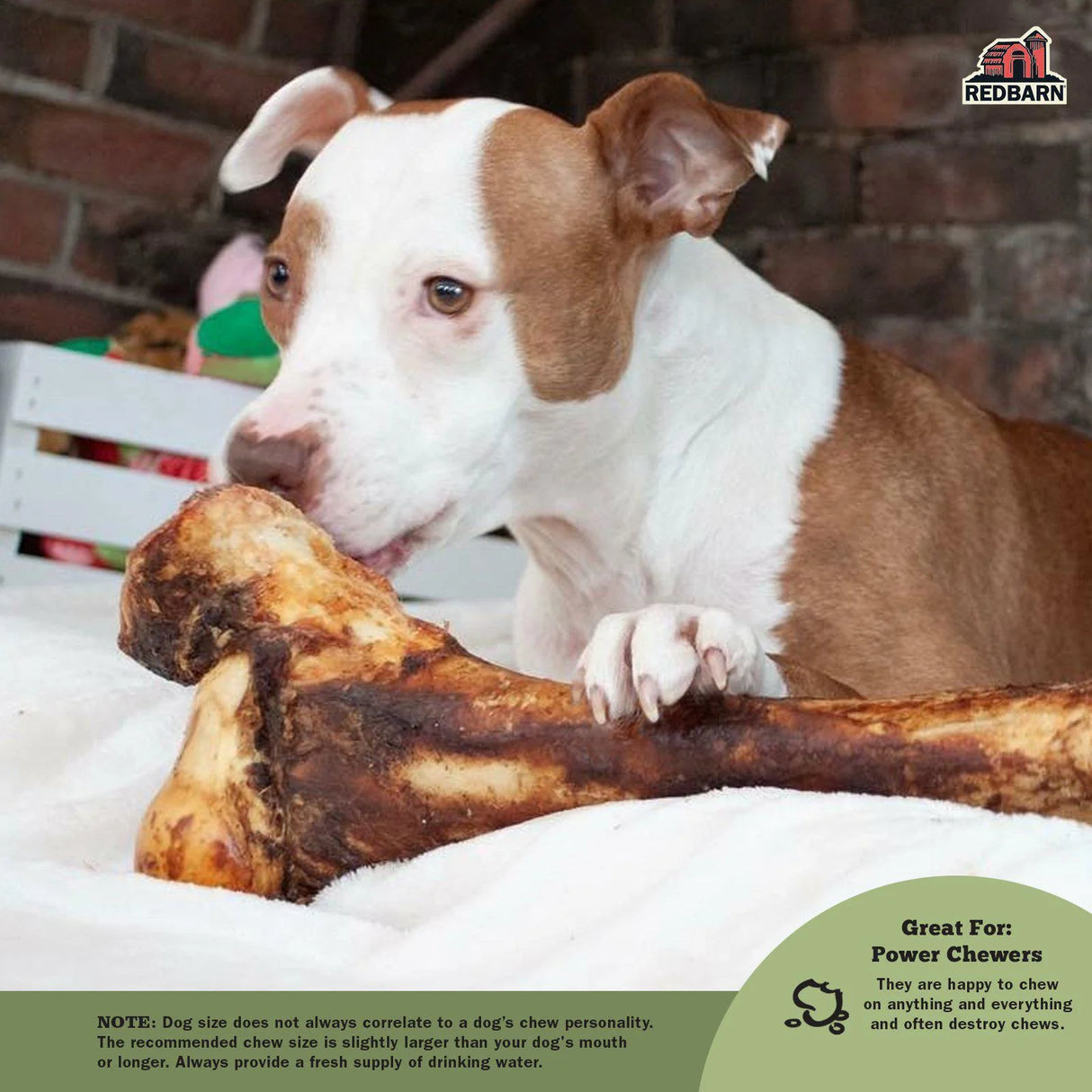 Redbarn Pet Products Mammoth Beef Bone Chew for Dogs