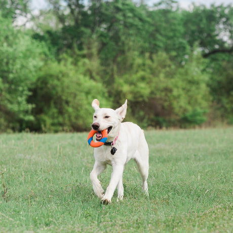 Chuckit! Ring Chaser Dog Toy - Orange / Blue