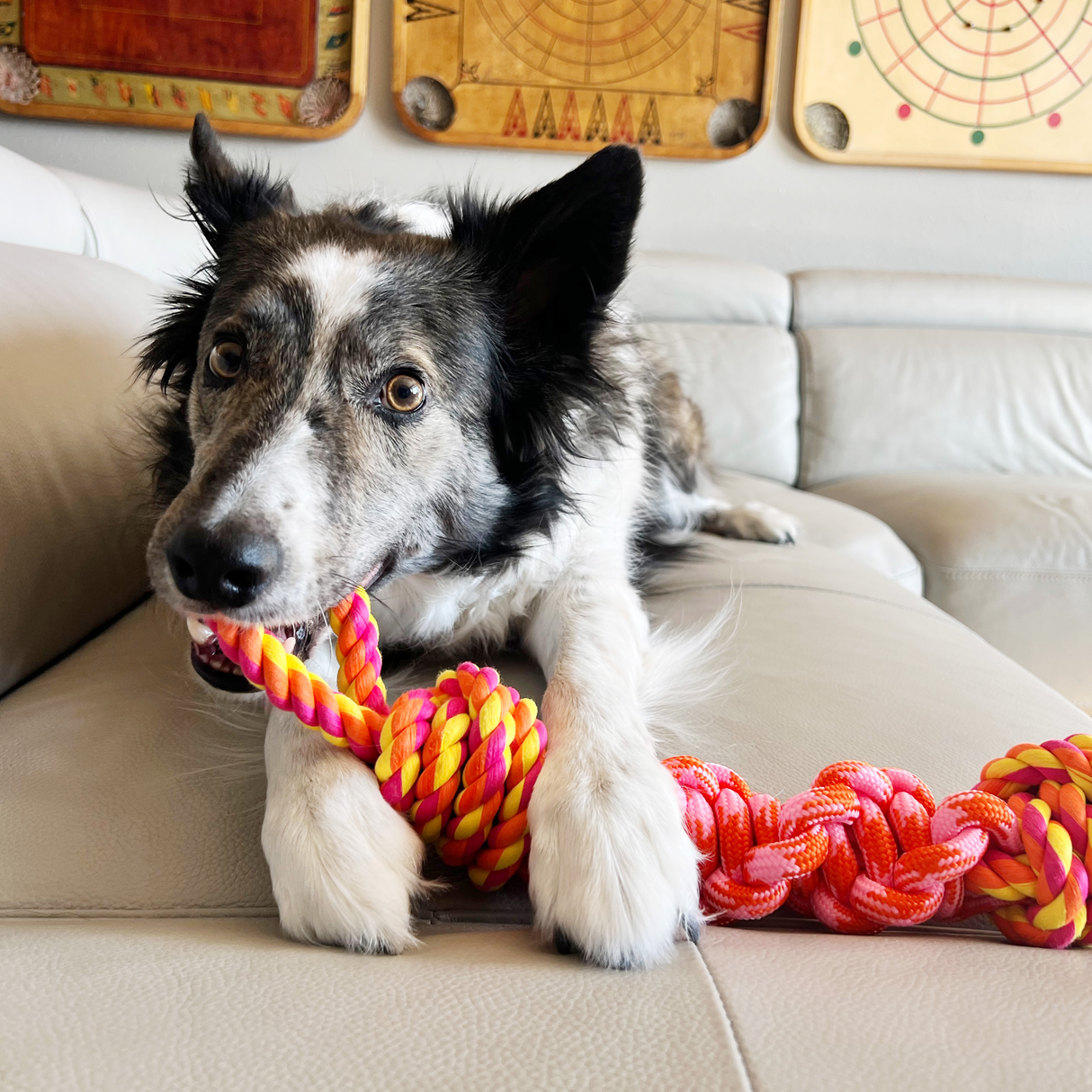 Kong Rope Bunji Dog Toy - Small