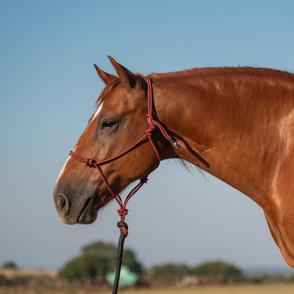 Classic Equine Rope Halter and 9-foot Leadrope