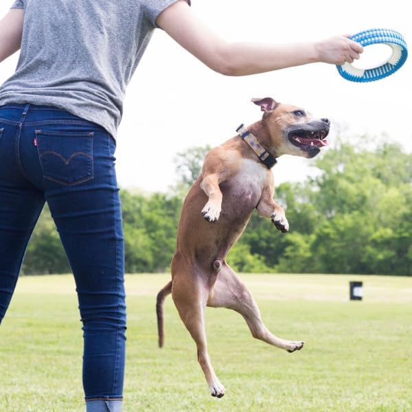 Chuckit! Rugged Fetch Wheel Dog Toy - Blue