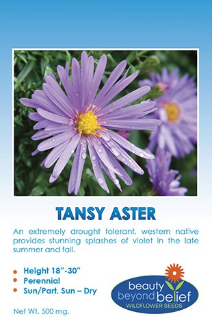 Beauty Beyond Belief Aster, Tansy – Machaeranthera Bigelovii