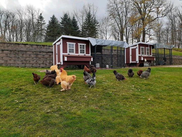 OverEZ Chicken Coop Large Chicken Coop - Up to 15 Chickens