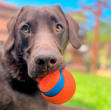 Chuckit! Ultra Tumbler Dog Fetch Toy Large - Orange / Blue