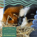 Oxbow Animal Health Western Timothy Hay - (15oz / 40oz / 90oz / 50lbs)