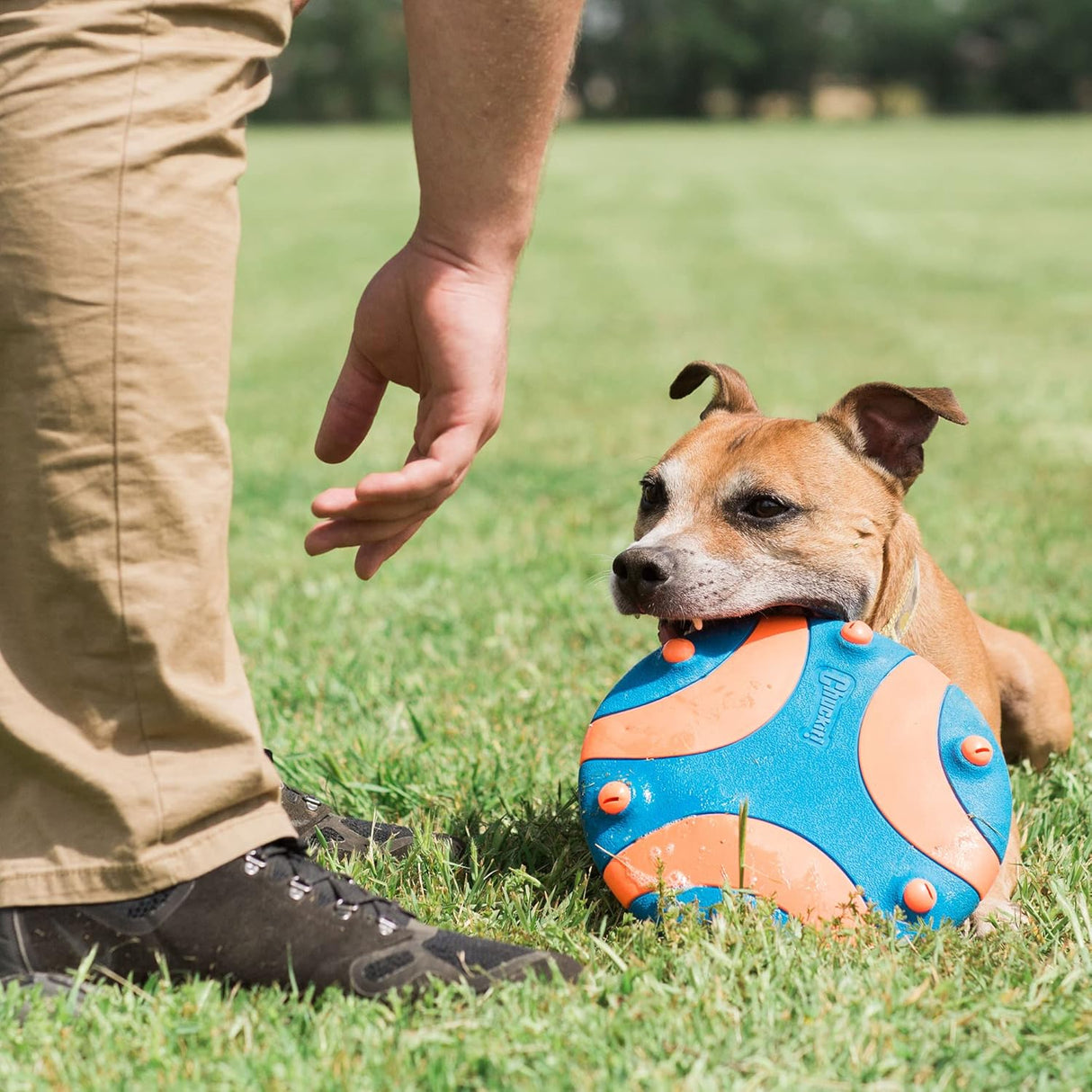 Chuckit! Whistle Flight Dog Toy - Blue / Orange