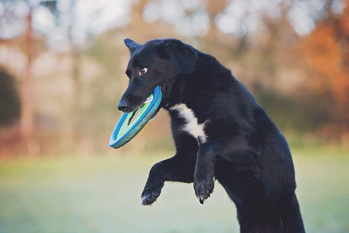 Chuckit! ZipFlight Flying Ring Dog Toy - Small / Medium