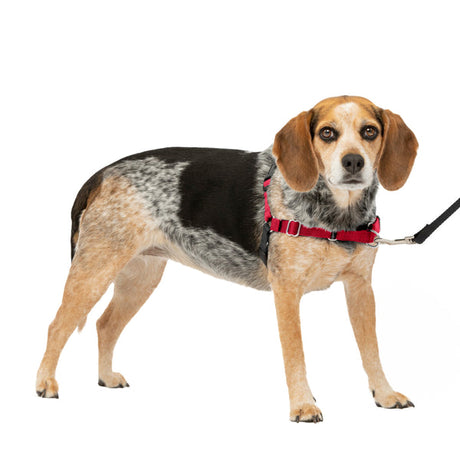 PetSafe Easy Walk No Pull Dog Harness Red / Black