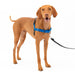 PetSafe Easy Walk No Pull Dog Harness Royal Blue / Navy