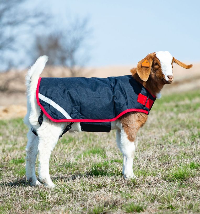 Horseware coats online