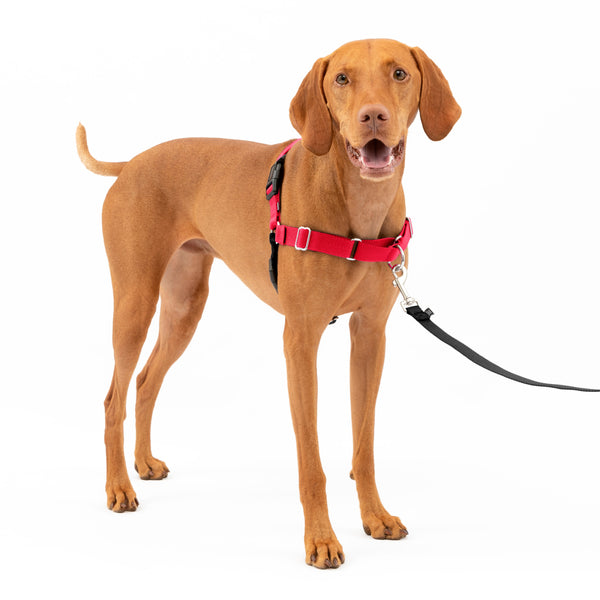 PetSafe Easy Walk No Pull Dog Harness Red / Black