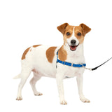 PetSafe Easy Walk No Pull Dog Harness Royal Blue / Navy