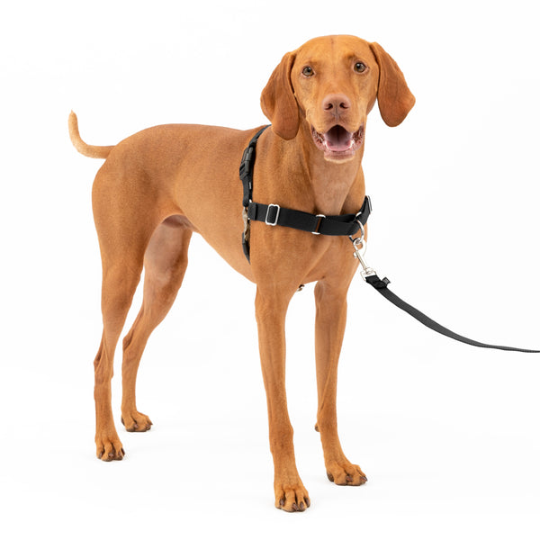 PetSafe Easy Walk No Pull Dog Harness Black / Silver