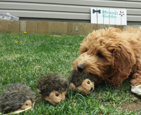 Zippy Paws Miniz 3-Pack Hedgehogs Dog Toys BROWN