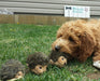 Zippy Paws Miniz 3-Pack Hedgehogs Dog Toys BROWN