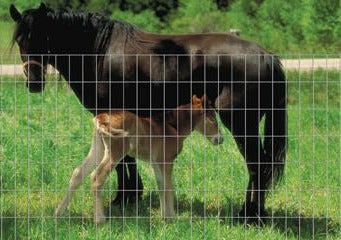 Hutchinson Western Wire Horse Panel, 16ft long x 60in high with 2 x 4in spacing