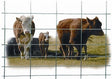 Hutchinson Western Wire Cattle Panels, 50in x 16ft