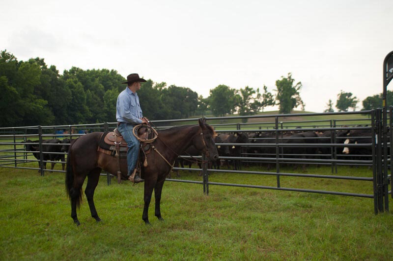 Priefert Rough Stock Arena Panel, 16ft